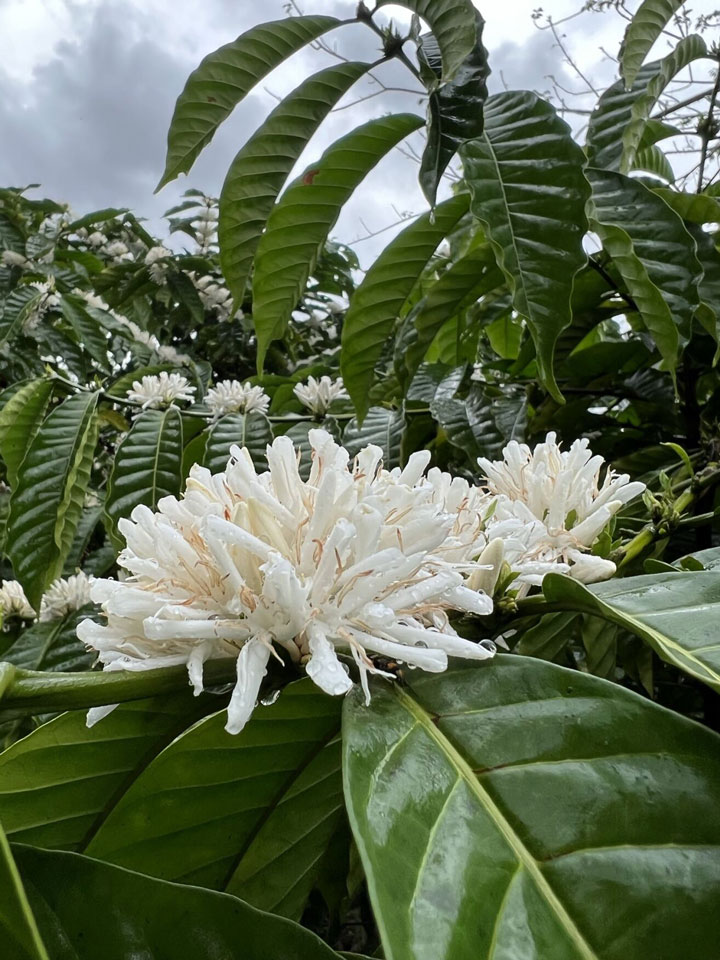finca tulipanes 3